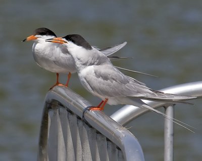 Forster's Tern