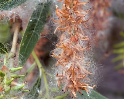 Shiny Willow (Salix lucida) - going to seed
