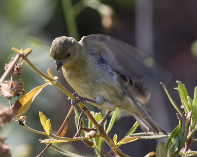 Lesser Goldfinch