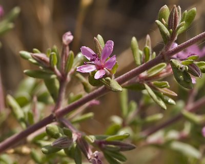Alkali Heath (<em>Frankenia grandiflora</em>)