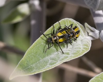 Three Lined Cucumber Beetle (Lema trivittata )