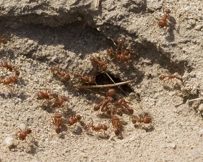 Harvester Ants  (Pogonomyrmex californicus )