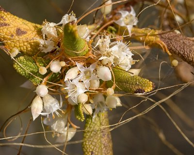 Dodder  -flowers (Cuscuta salina)