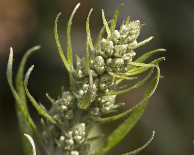 Western Rageweed (Ambrosia psilostachya var californica )