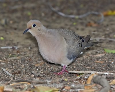 Mourning Dove