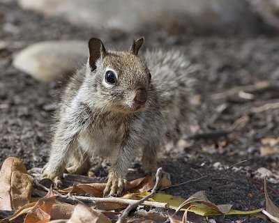 California Ground Squirrel - juvenile