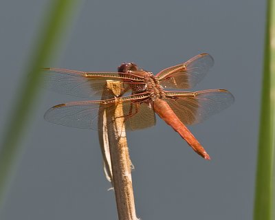 Flame Skimmer (Libellula saturata)