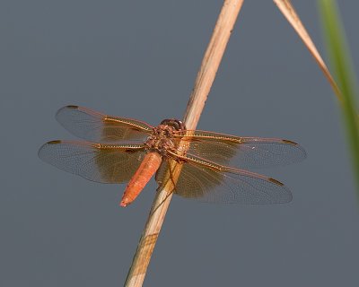 Flame Skimmer (Libellula saturata)