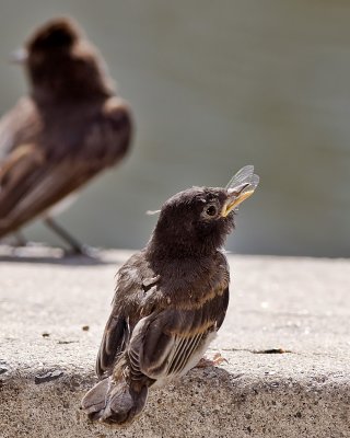 Black Phoebe - so satisfying!