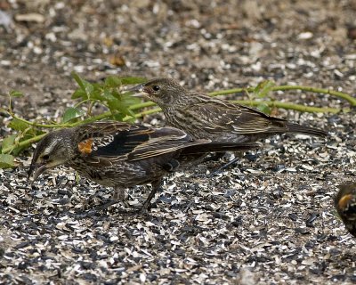 Red-winged Blackbird -   first year birds