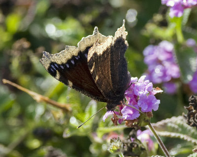 Mourning Cloak (Nymphalis antiopa)