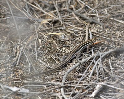 Orange-throated Whiptail (Cnemidophorus hyperythrus )