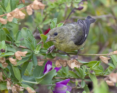 Lesser Goldfinch