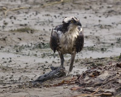 Osprey