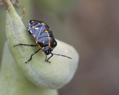 Harlequin bug  (Murgantia histrionica)