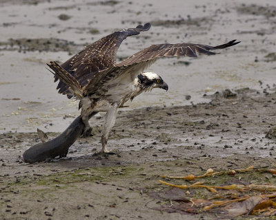 Osprey