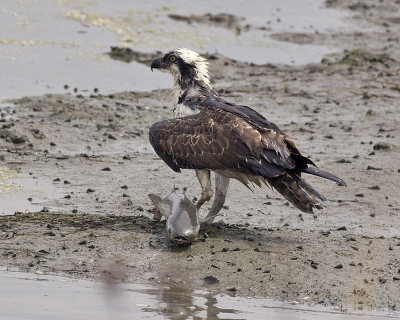 Osprey