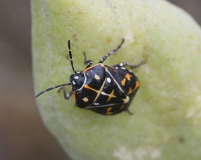 Harlequin bug  (<em>Murgantia histrionica</em>)