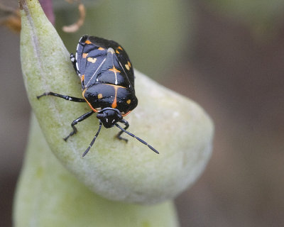 Harlequin bug  (Murgantia histrionica)