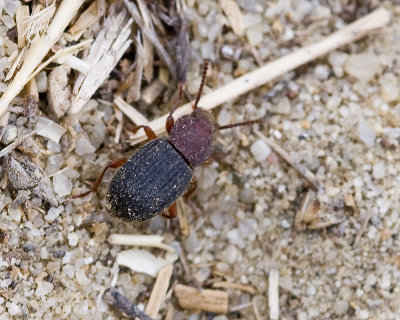 Ground Beetle?