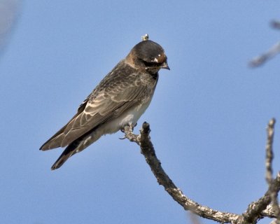 Cave Swallow
