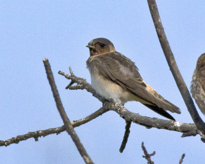 Cave Swallow