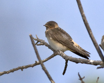 Cave Swallow