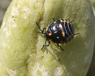 Harlequin bug  (Murgantia histrionica)