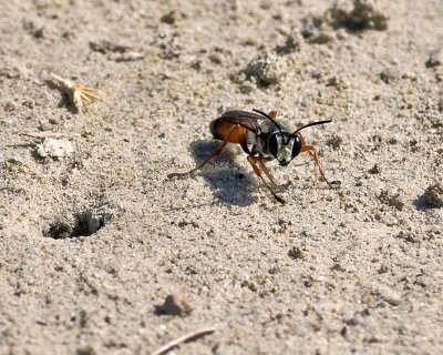 Predatory Sand Wasp  Bembix species 