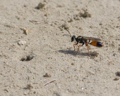 Predatory Sand Wasp  Bembix species 