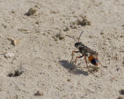 Predatory Sand Wasp  Bembix species 