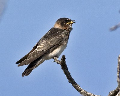 Cave Swallow