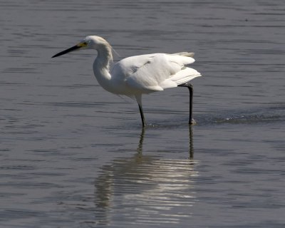 Snowy Egret