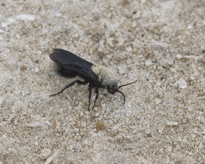 Sacken's velvet ant,  Dasymutilla sackeni  - winged male