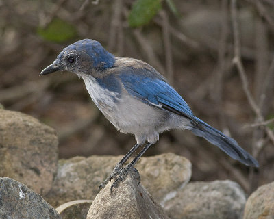 Western Scrub Jay