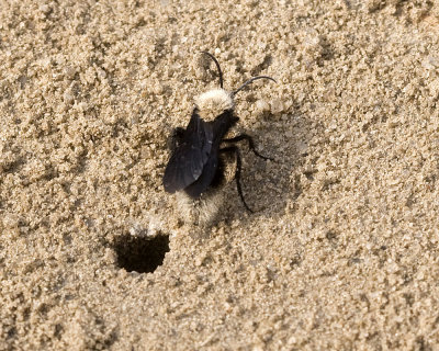 Sacken's velvet ant,  Dasymutilla sackeni  - winged male