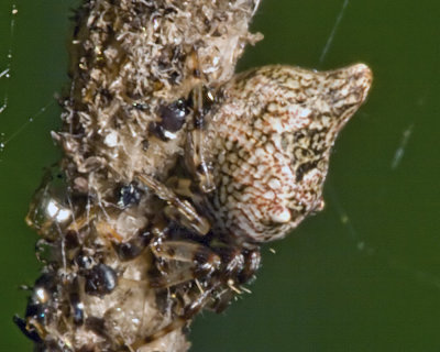 Orb Weaver (Cyclosa turbinata)