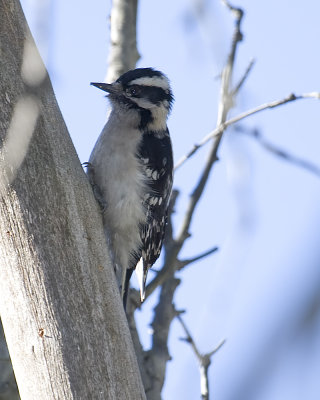 Downy Woodpecker - female