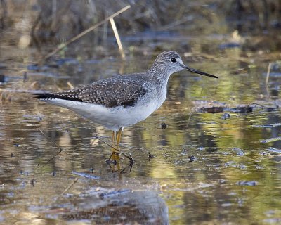 Greater Yellowlegs