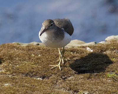 Spotted Sandpiper