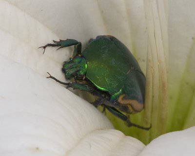 Green Fruit Beetle ( Cotinis mutabilis)