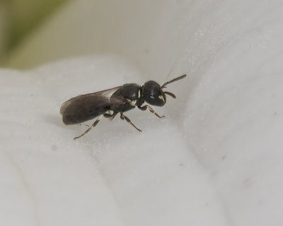 Cherry Slug Wasp (Caliroa-cerasi)