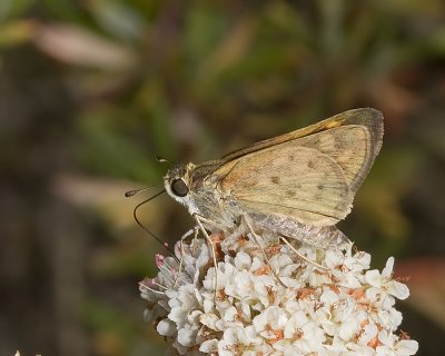 Fiery Skipper (Hylepyhila phyleus)