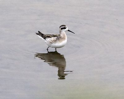 Red-necked Phalarope