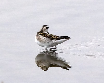 Red-necked Phalarope
