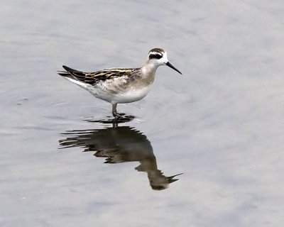 Red-necked Phalarope
