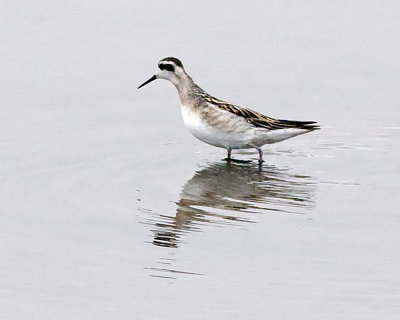 Red-necked Phalarope