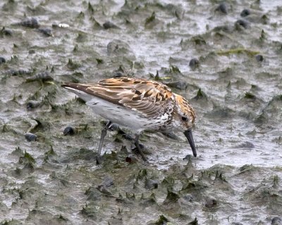 Western Sandpiper