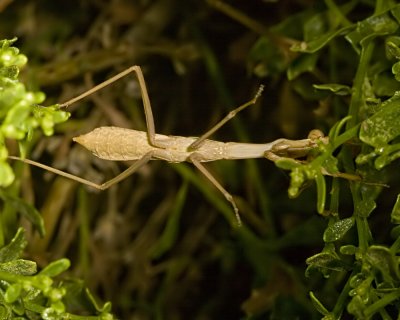 Praying Mantis on Coyote Bush