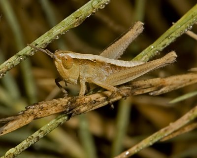 Grasshopper (1st or 2nd instar)